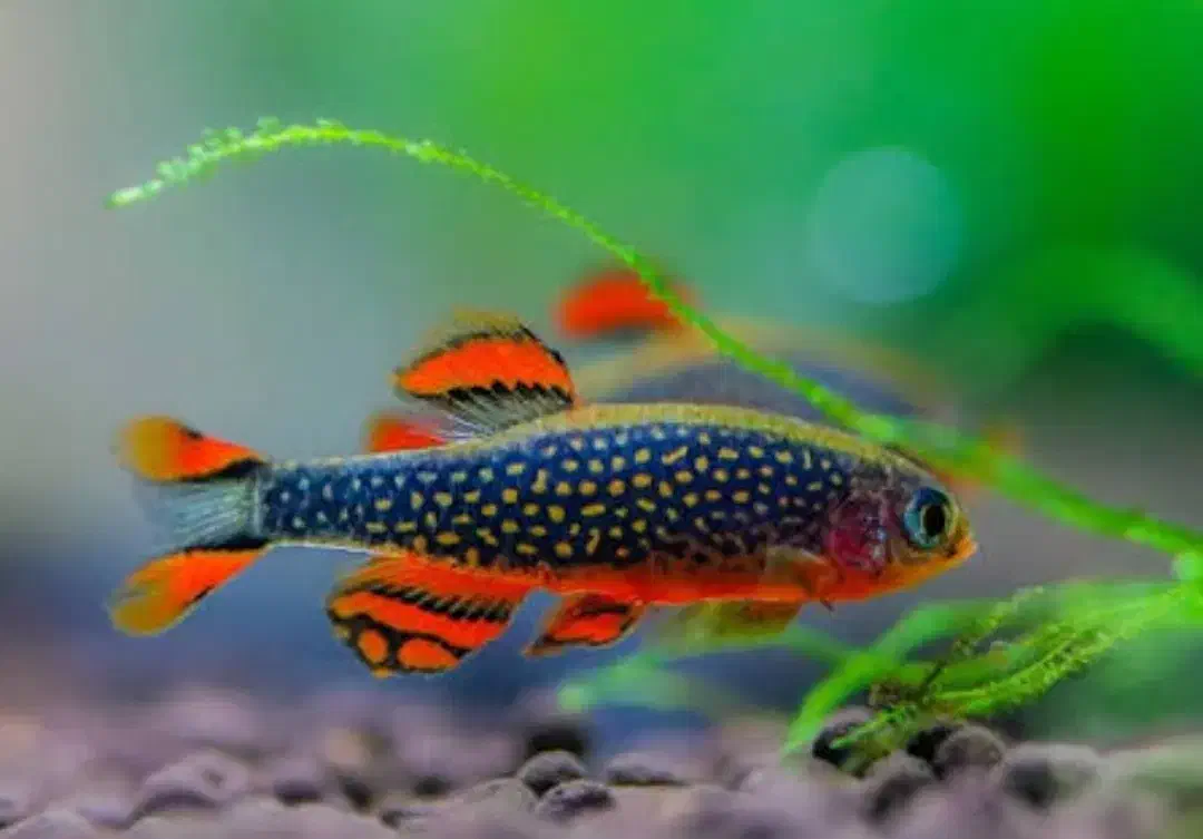 شریمپ میگو کامبارلوس گوپی تترا رازبورا لابستر گیاه|ماهی|تهران, نارمک|دیوار