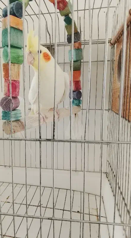 عروس هلندی ماده دستی|پرنده|گلپایگان, |دیوار