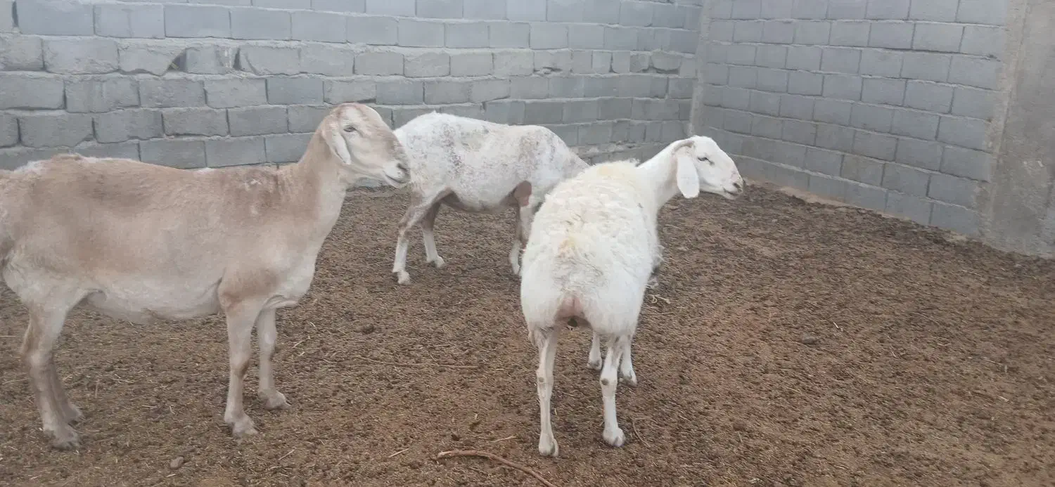 میش چینی|حیوانات مزرعه|مهریز, |دیوار