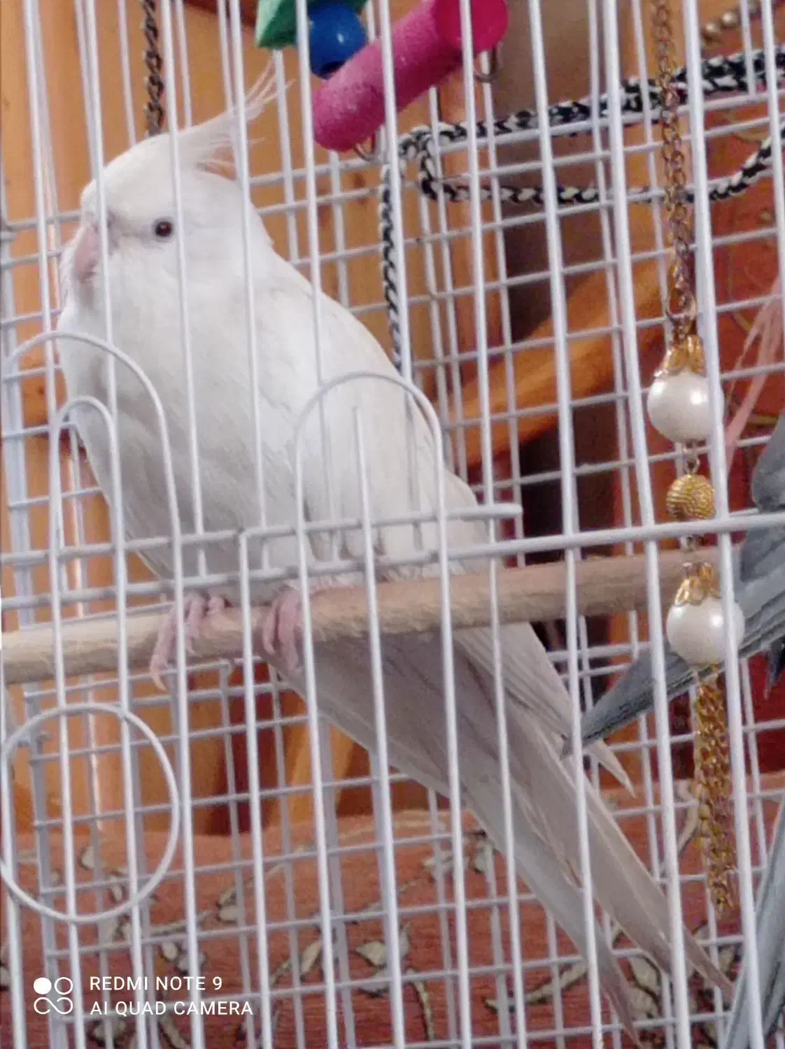 عروس هلندی|پرنده|سبزوار, زینبیه|دیوار