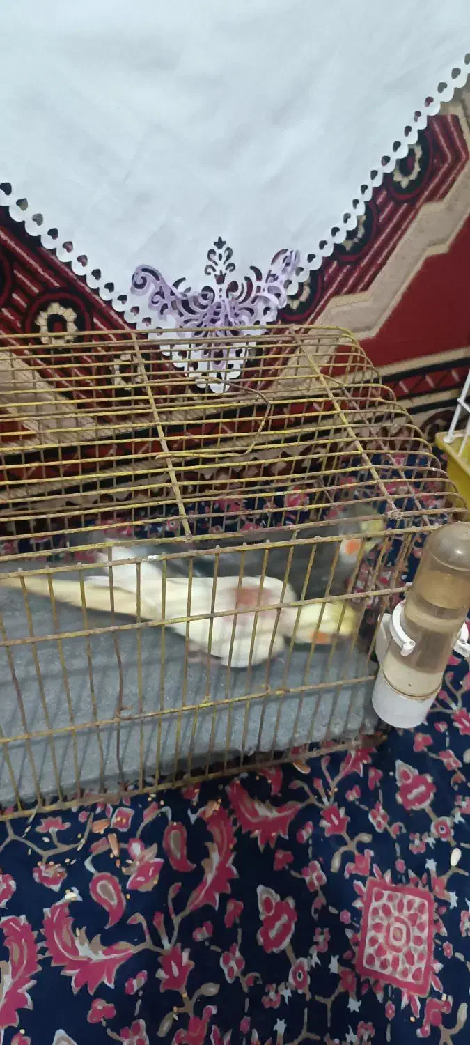 عروس هلندی جوان|پرنده|لاهیجان, جمهوری|دیوار