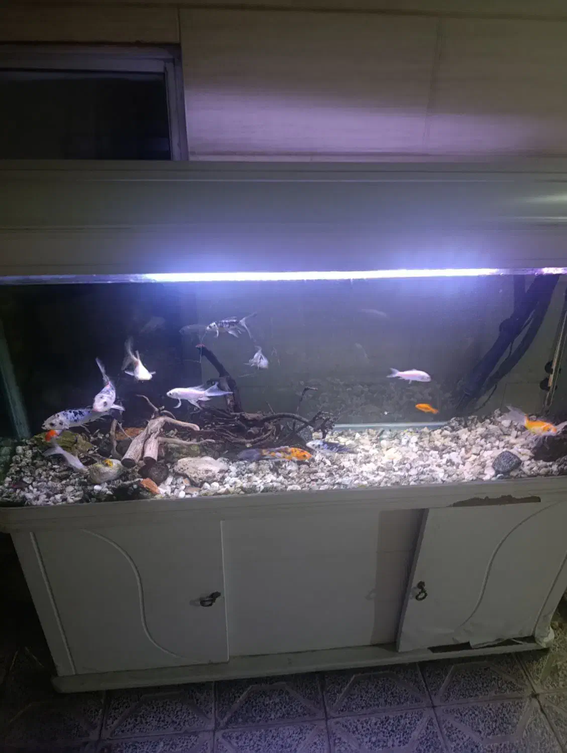 آکواریوم ۱.۵ متری با لوازم کامل|ماهی|مشهد, هفده شهریور|دیوار