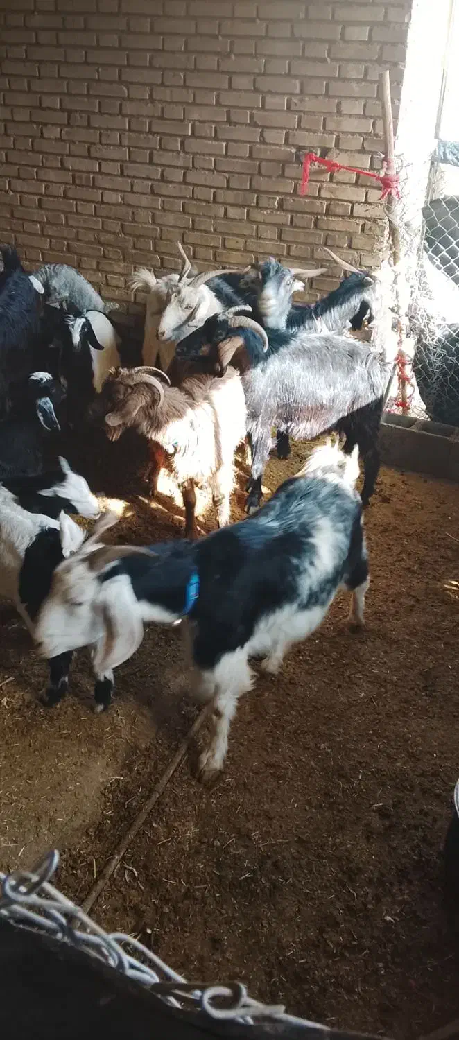 بزوبیگداشتی|حیوانات مزرعه|دزفول, |دیوار