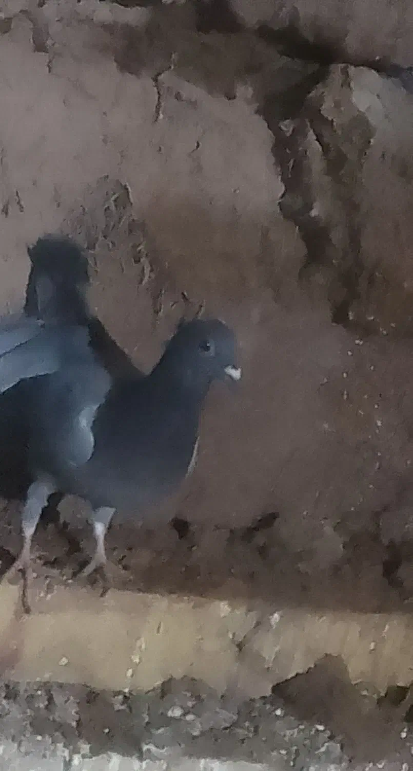 المانی|پرنده|تربت جام, جامرود|دیوار