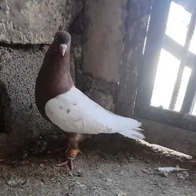 پرنده|پرنده|خرمشهر, |دیوار