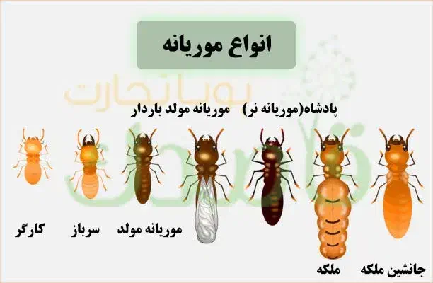 سم پاشی موریانه زدایی|خدمات نظافت|اصفهان, نقش جهان|دیوار