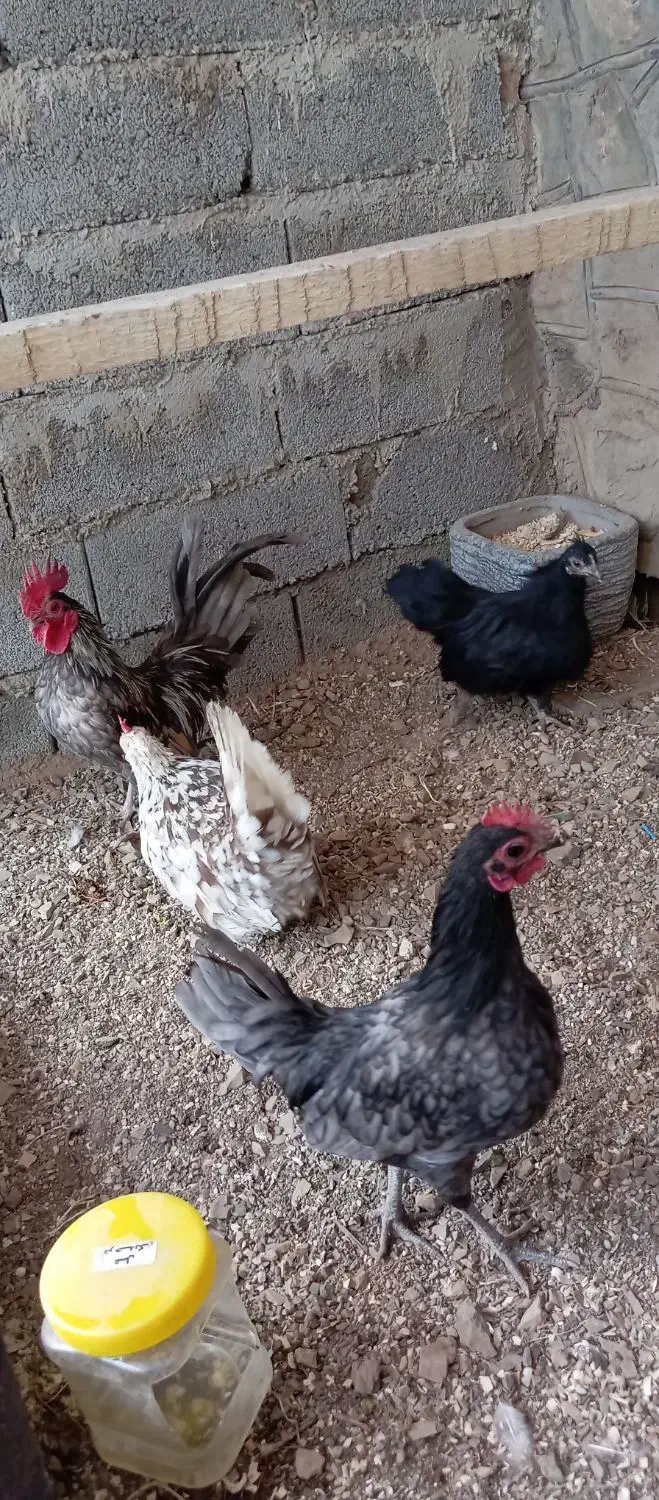 مرغ و خروس مینیاتوری|حیوانات مزرعه|فشم, |دیوار