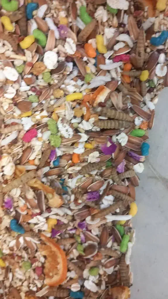 مخلوط غذای ویژه پرندگان|لوازم جانبی حیوانات|مشهد, رده|دیوار