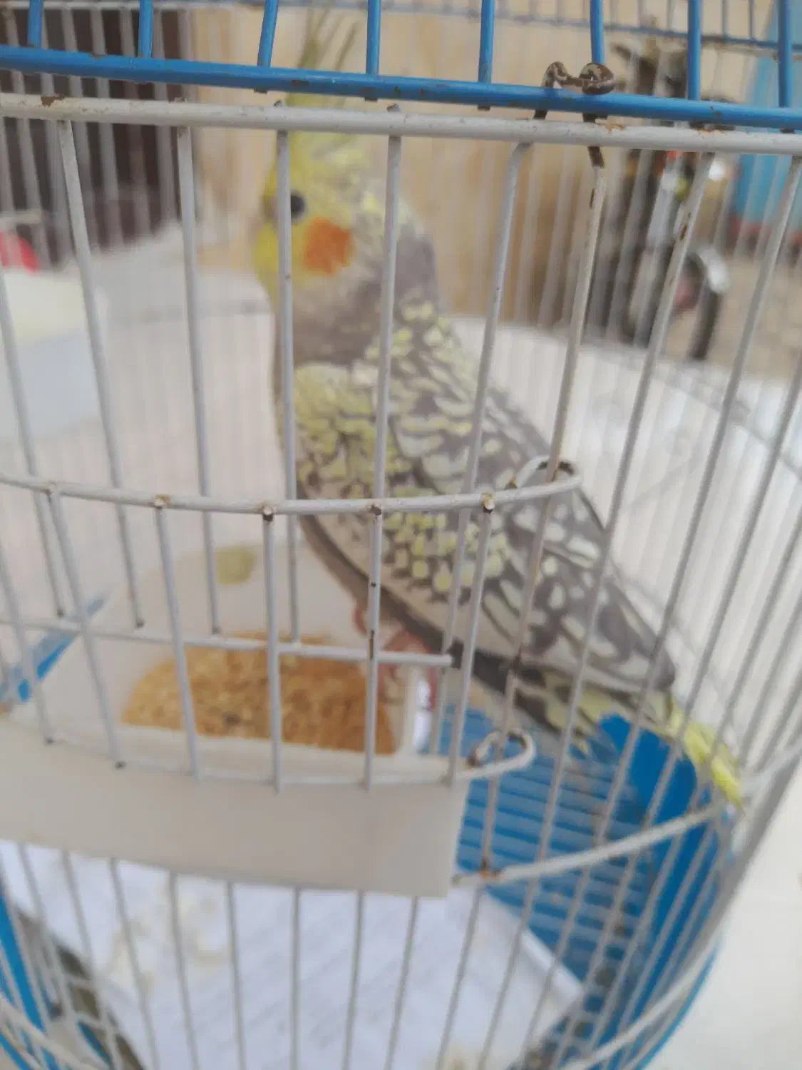 عروس هلندی سخنگو|پرنده|رشت, دخانیات|دیوار