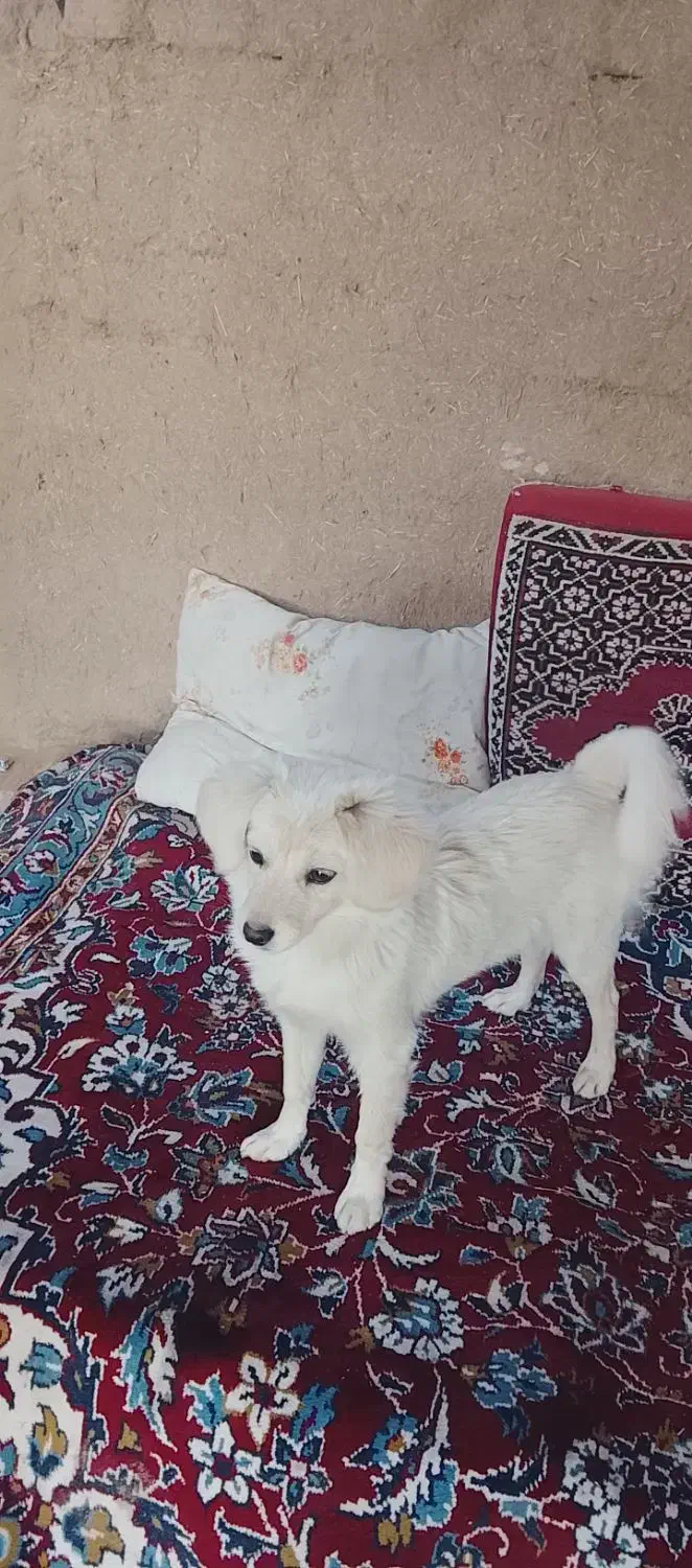 سگ پا کوتاه|سگ|آران و بیدگل, |دیوار