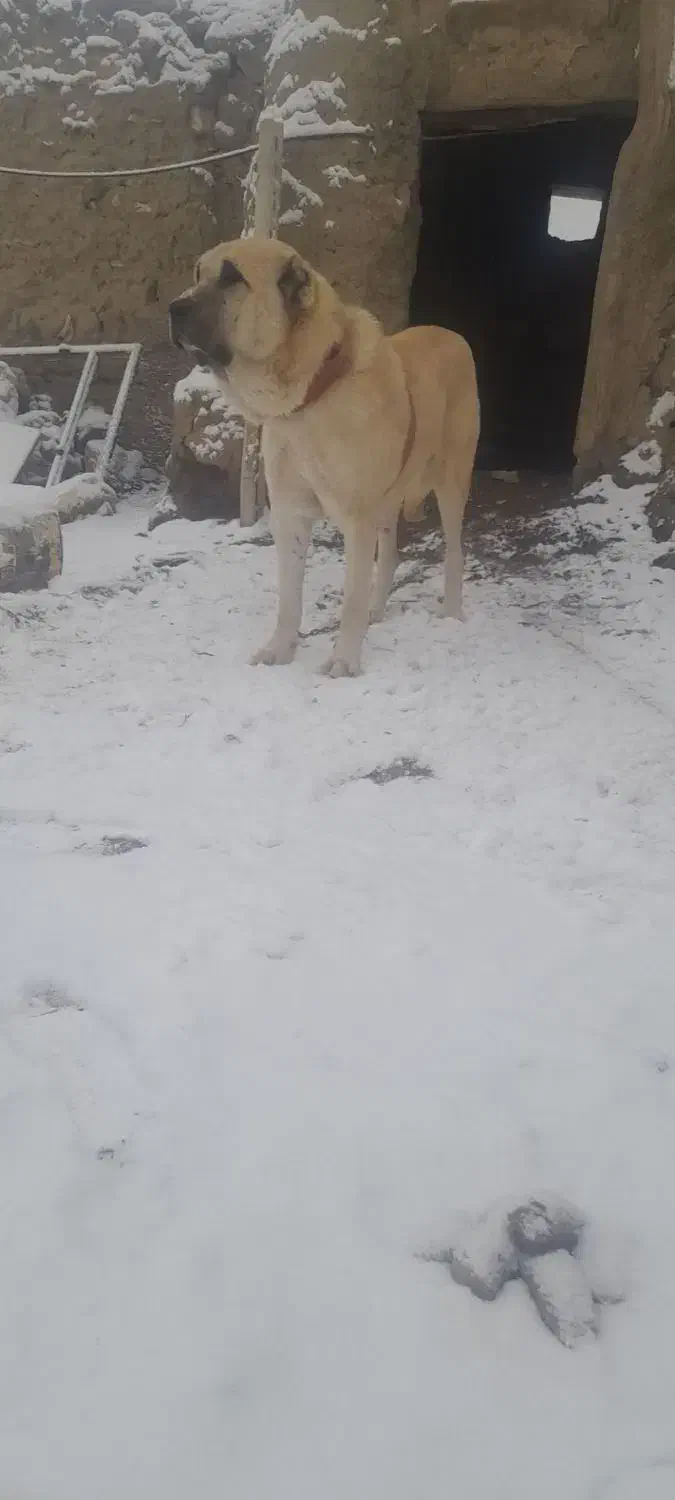 سگ سفید|سگ|نقده, |دیوار