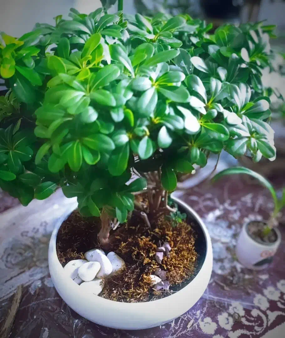 فروش گل های اپارتمانی|گل و گیاه طبیعی|شیراز, نیستان|دیوار