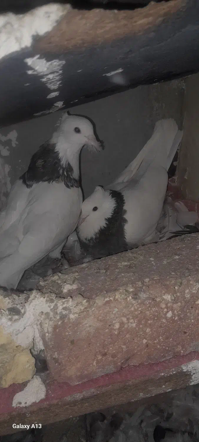 کبوتر طوقی|پرنده|میانه, |دیوار