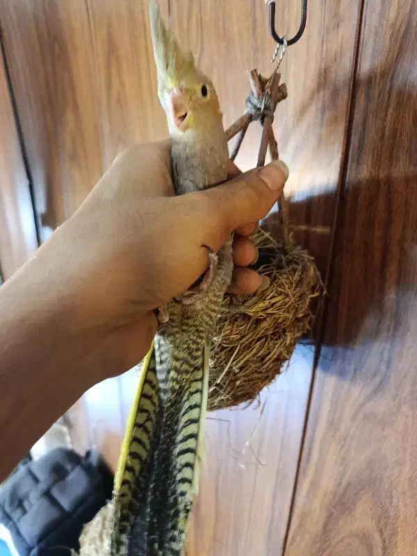 جوجه عروس ۳ماهه دون خور|پرنده|تهران, پرستار|دیوار