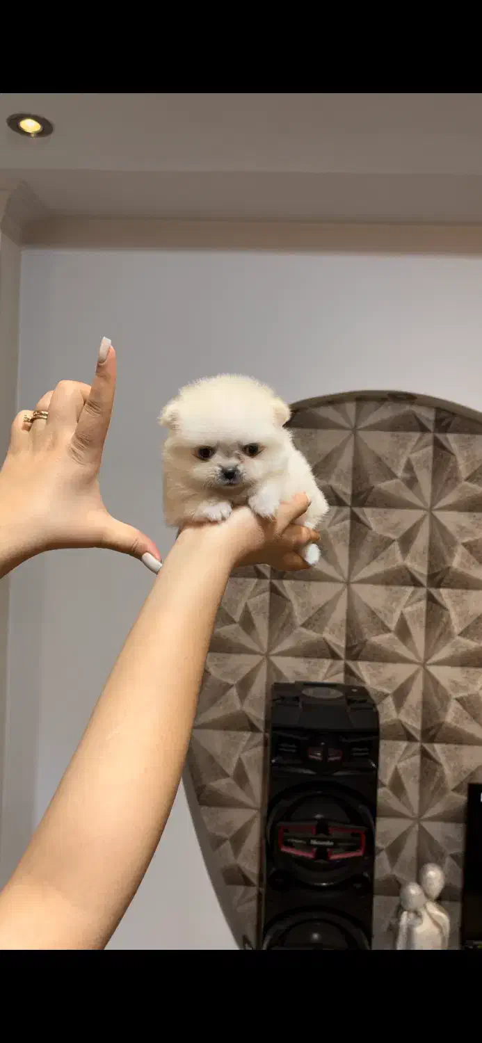 پامرانین فنجونی ۴۰۰ گرمی|سگ|باغستان, |دیوار