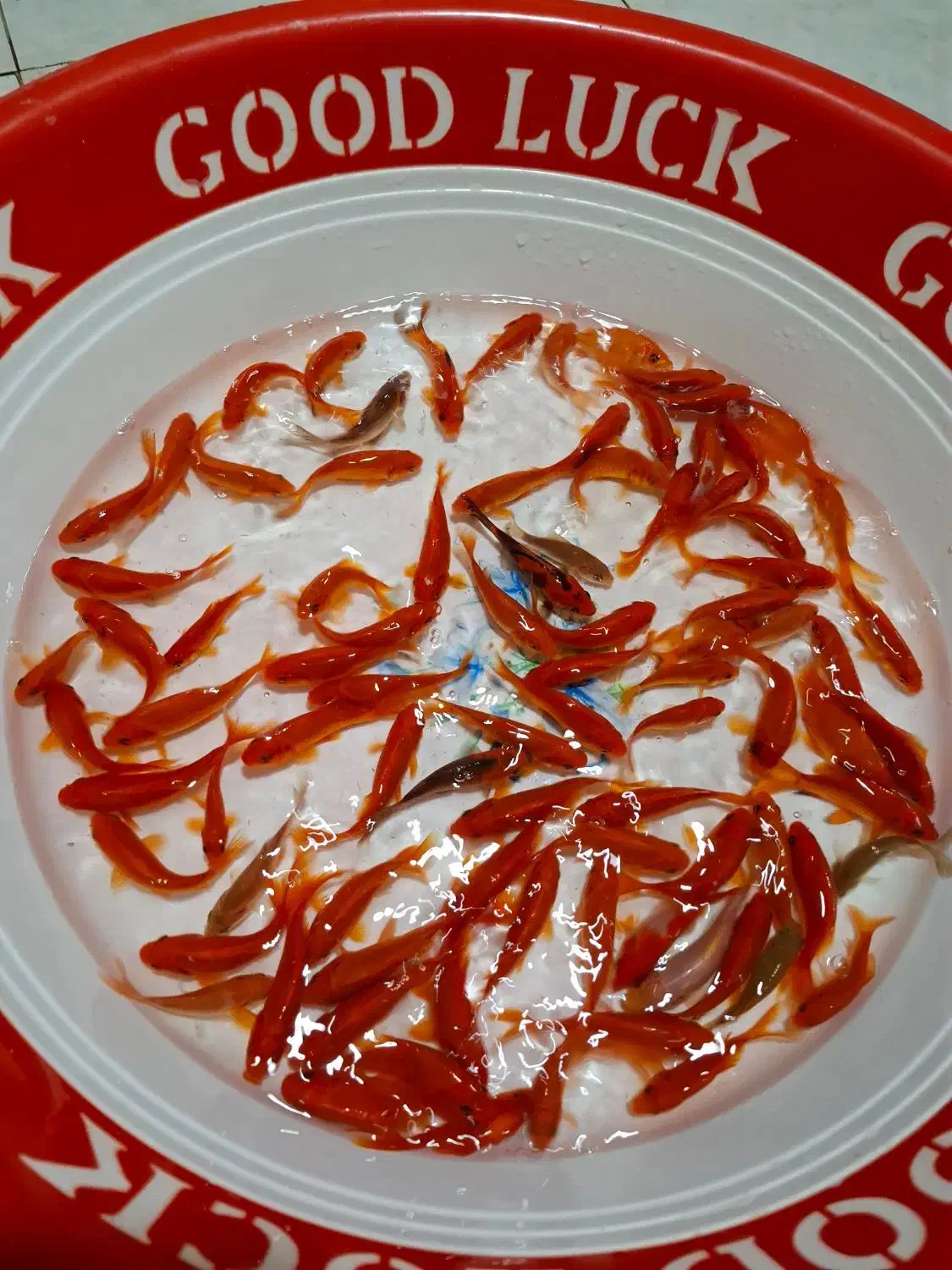 ماهی قرمز/طعمه/شکاف/گلدفیش/ماهی شب عید|ماهی|لنگرود, |دیوار