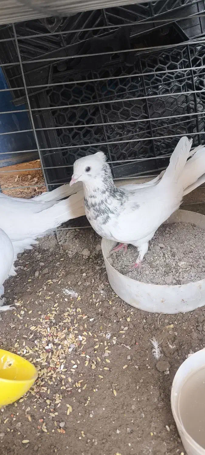 کبوتر وقفس|پرنده|حمیدیا, |دیوار