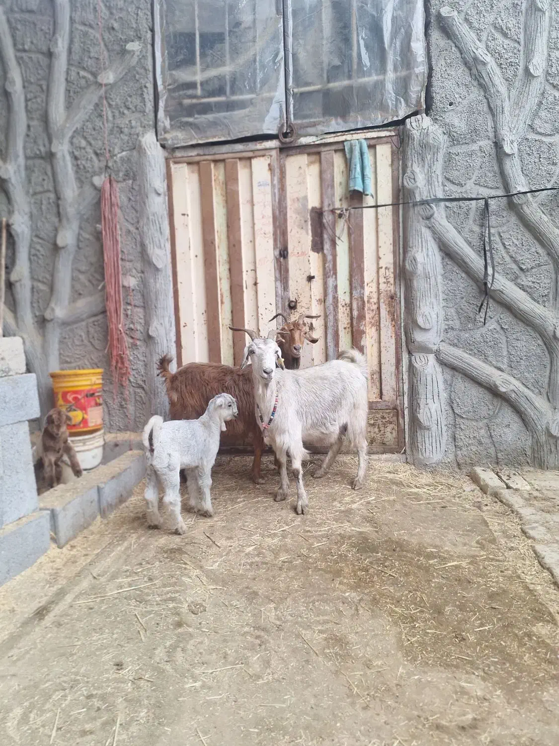 بز و بزغاله پرواری|حیوانات مزرعه|مبارکه, |دیوار