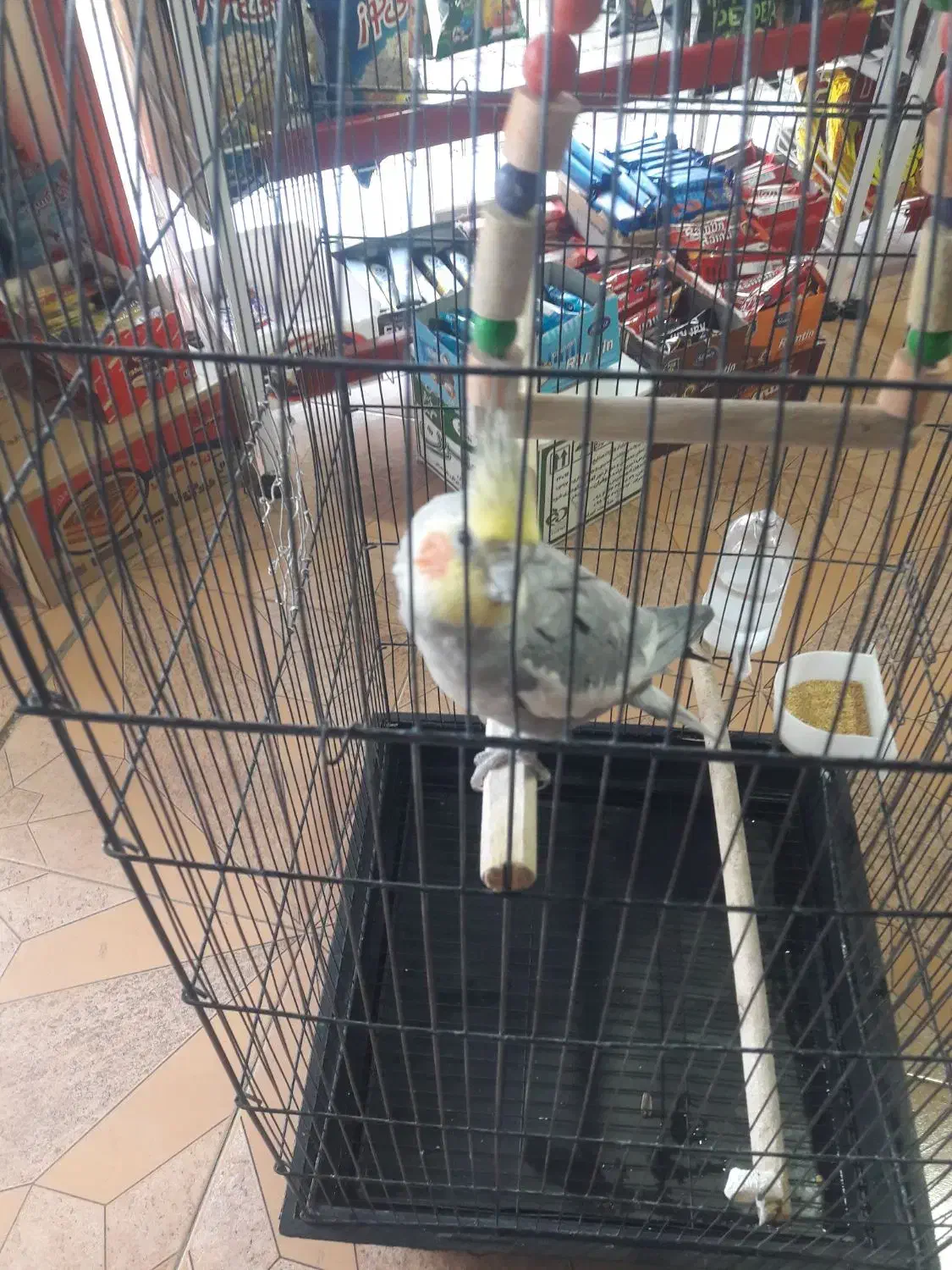 قفس عروس هلندی|لوازم جانبی حیوانات|اقبالیه, |دیوار