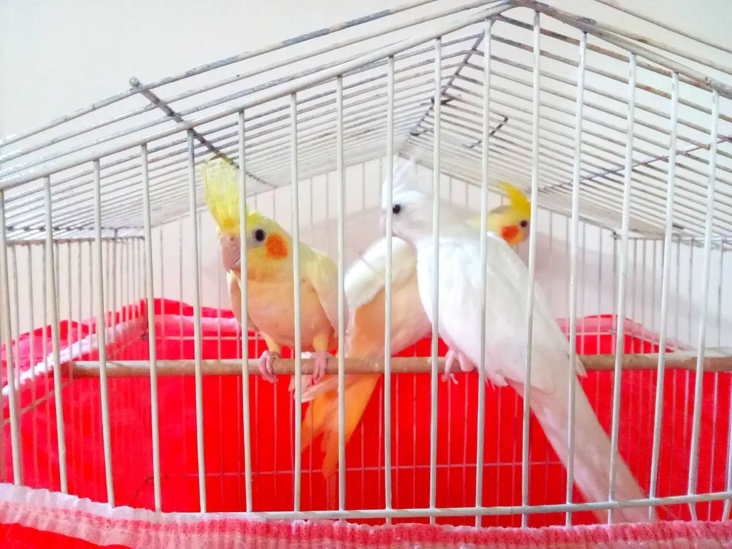 ۳تا طوطی بالغ یه پسر ۲تا دختر|پرنده|آمل, |دیوار