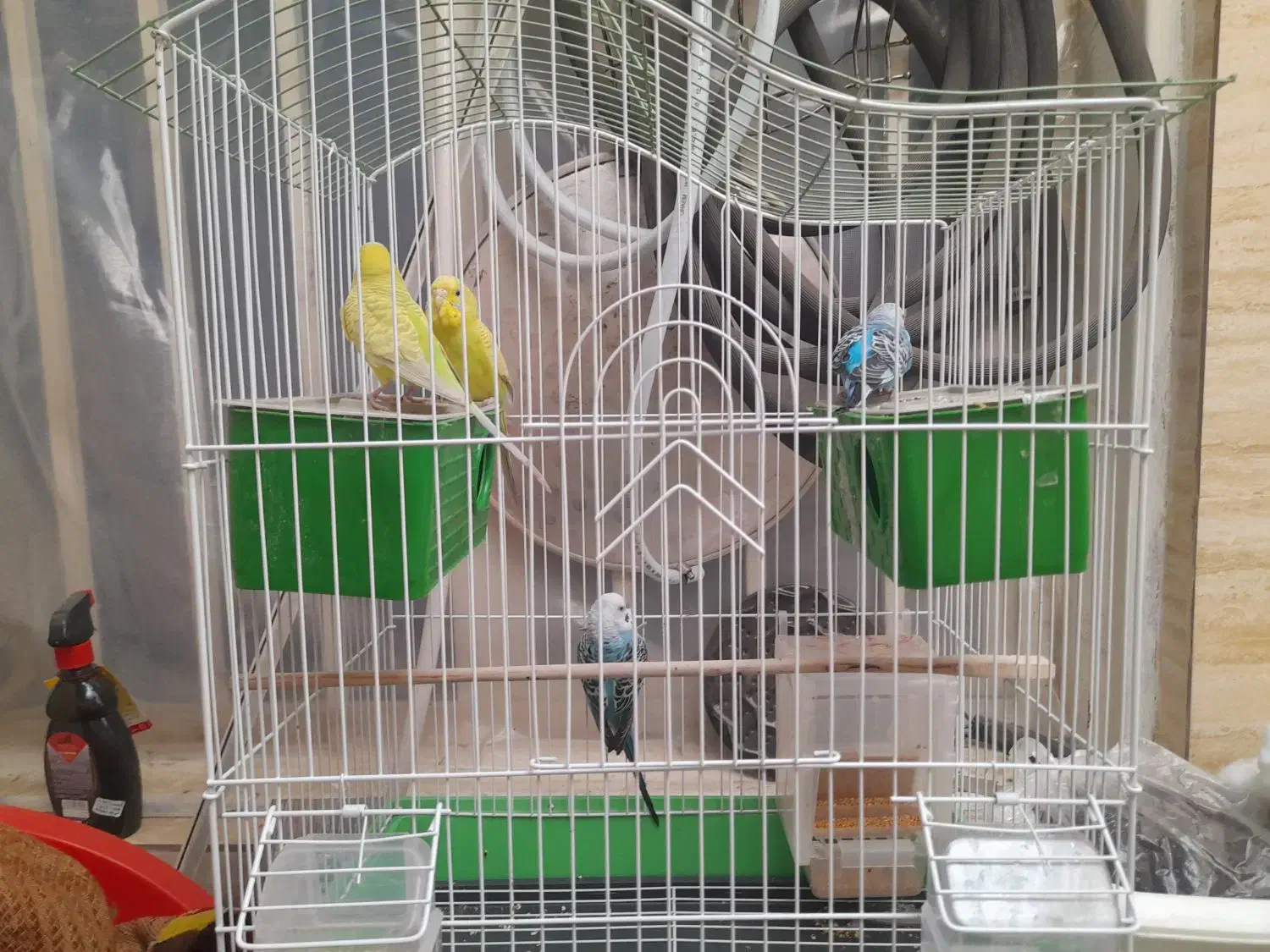 ۲ جفت ۴ تا مرغ عشق همراه با قفس سالم|پرنده|ری, فیروزآبادی|دیوار