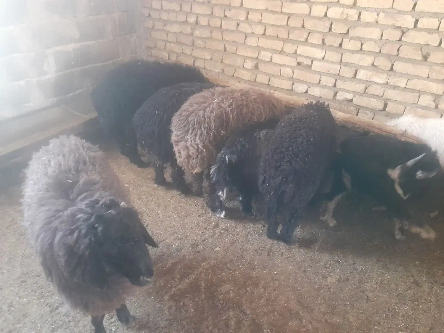 ۶تا بره ۴تا نر دوتا ماده|حیوانات مزرعه|ششده و قره بلاغ, |دیوار