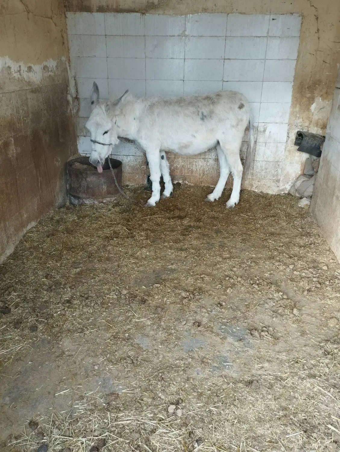 الاغ ماده|حیوانات مزرعه|لردگان, |دیوار