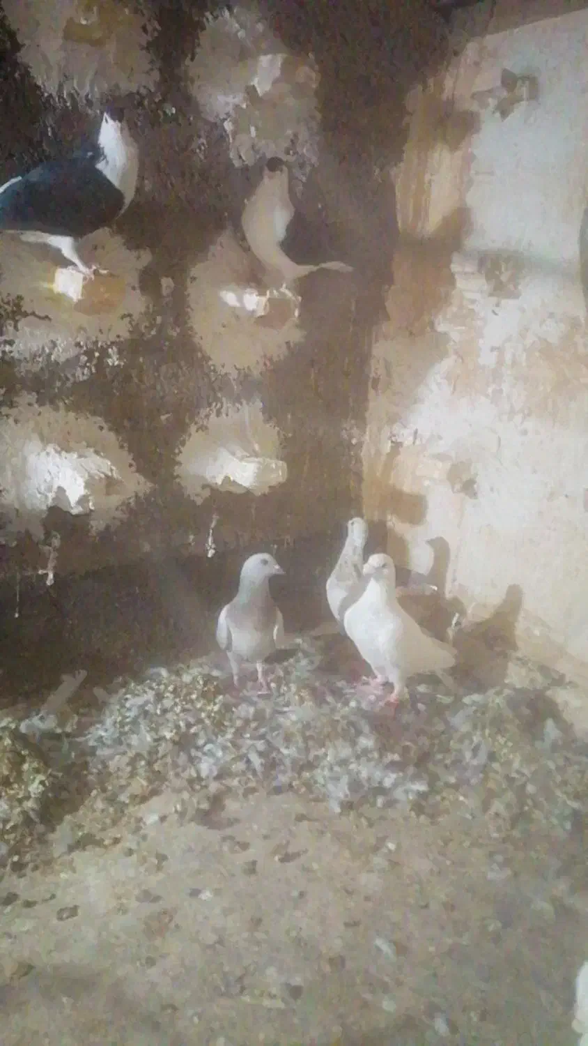 کفتر ساده پرشی|پرنده|مشهد, شهید احمدی روشن|دیوار