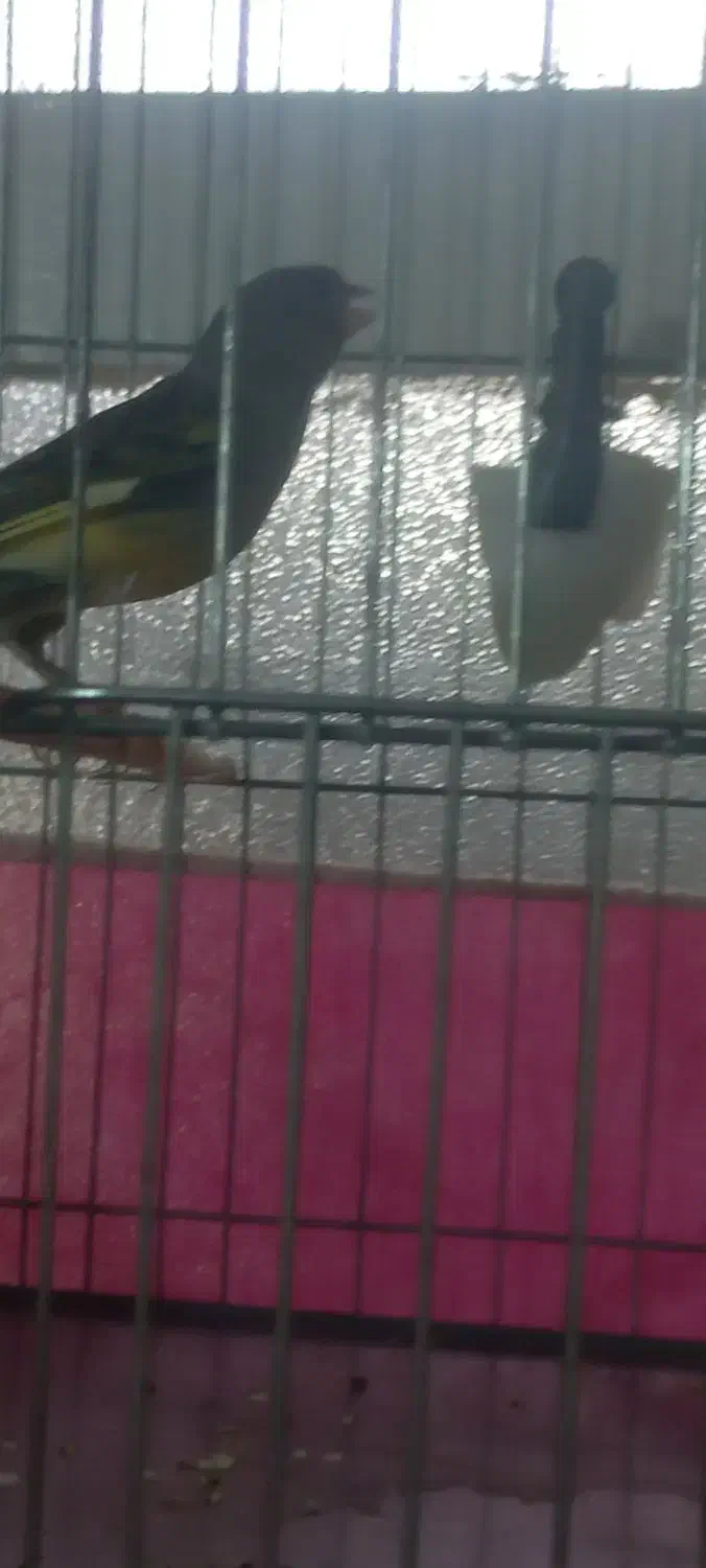 قناری نر|پرنده|قم, شهر قائم|دیوار