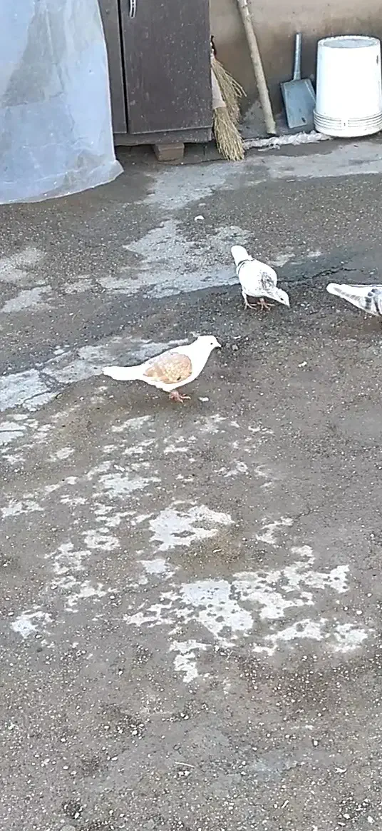 کفتر|حیوانات|فیروزه, |دیوار