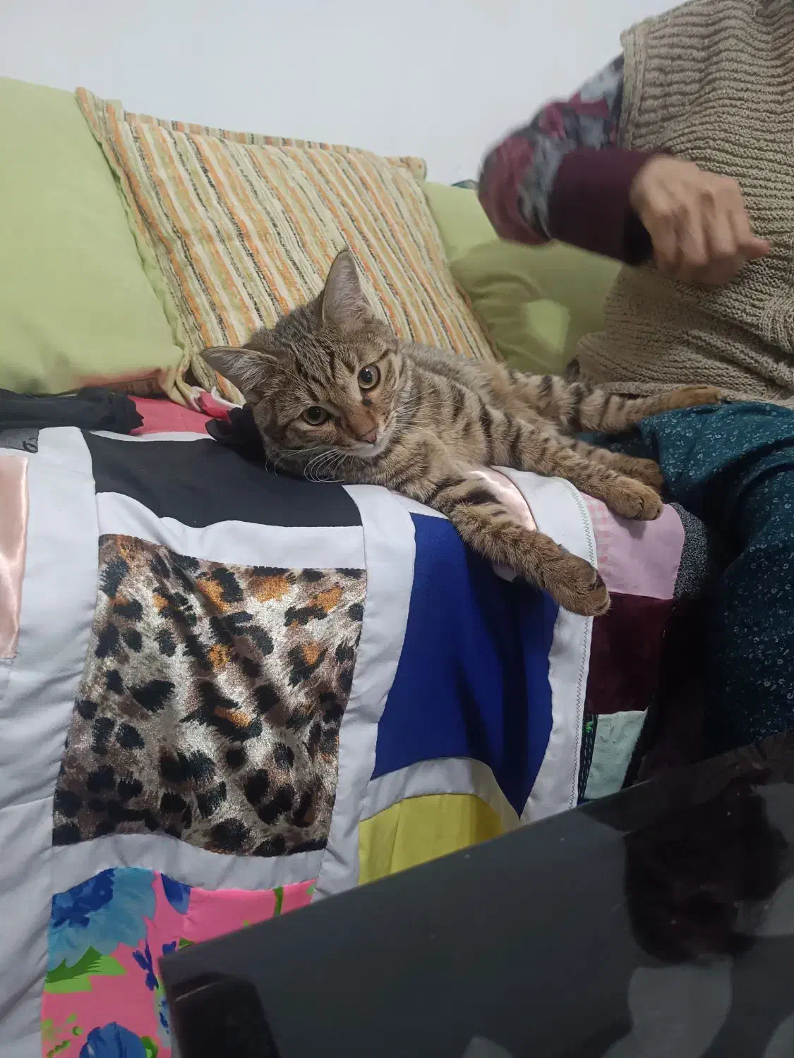 فروش و واگذاری گربه 7ماه «نر»|گربه|زنجان, |دیوار