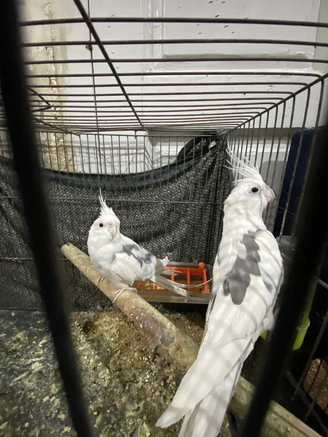 عروس هلندی البینو دو کت|پرنده|درگز, |دیوار