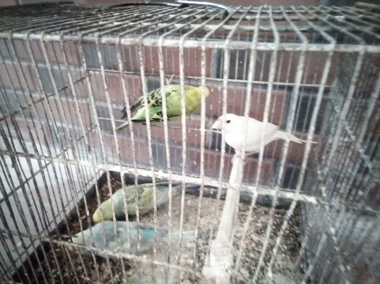 پرنده|پرنده|بومهن, |دیوار