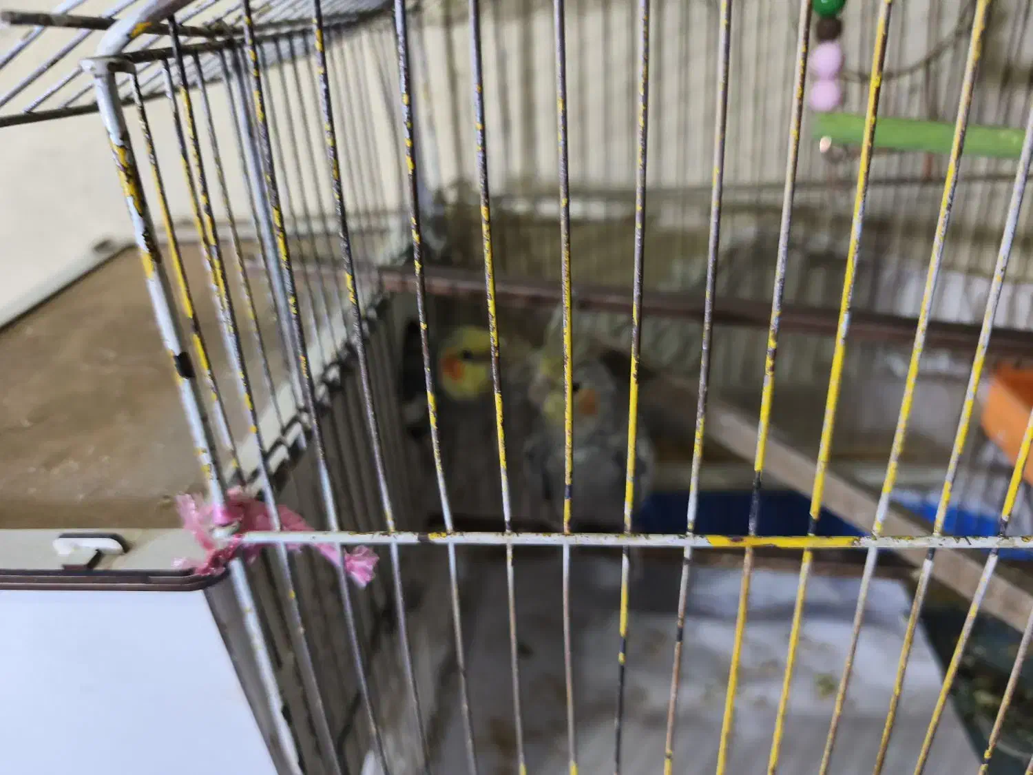 عروس هلندی|پرنده|مشهد, سمزقند|دیوار