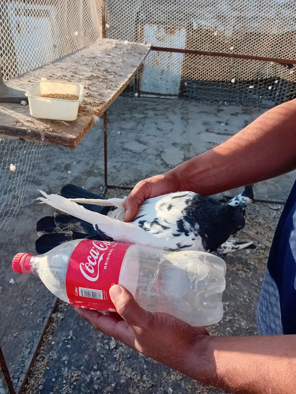 کبوتر سینه سیاه|پرنده|چناران, |دیوار