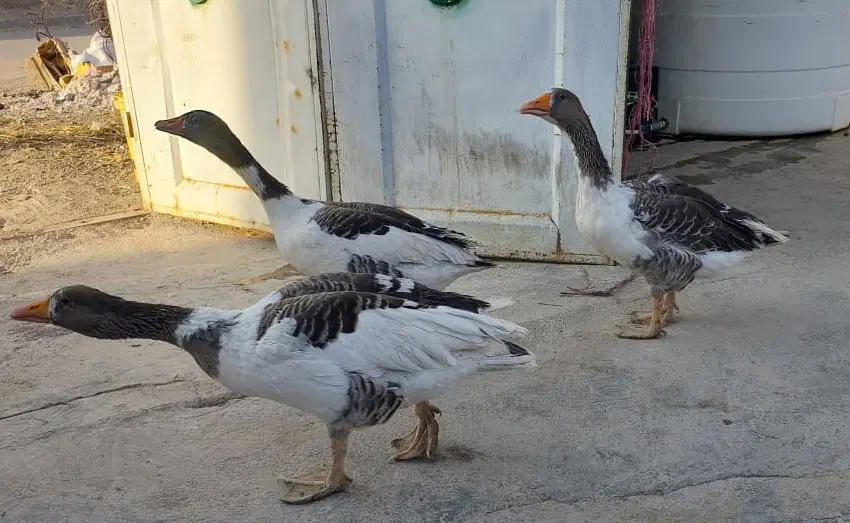 غاز|حیوانات مزرعه|سیدان, |دیوار