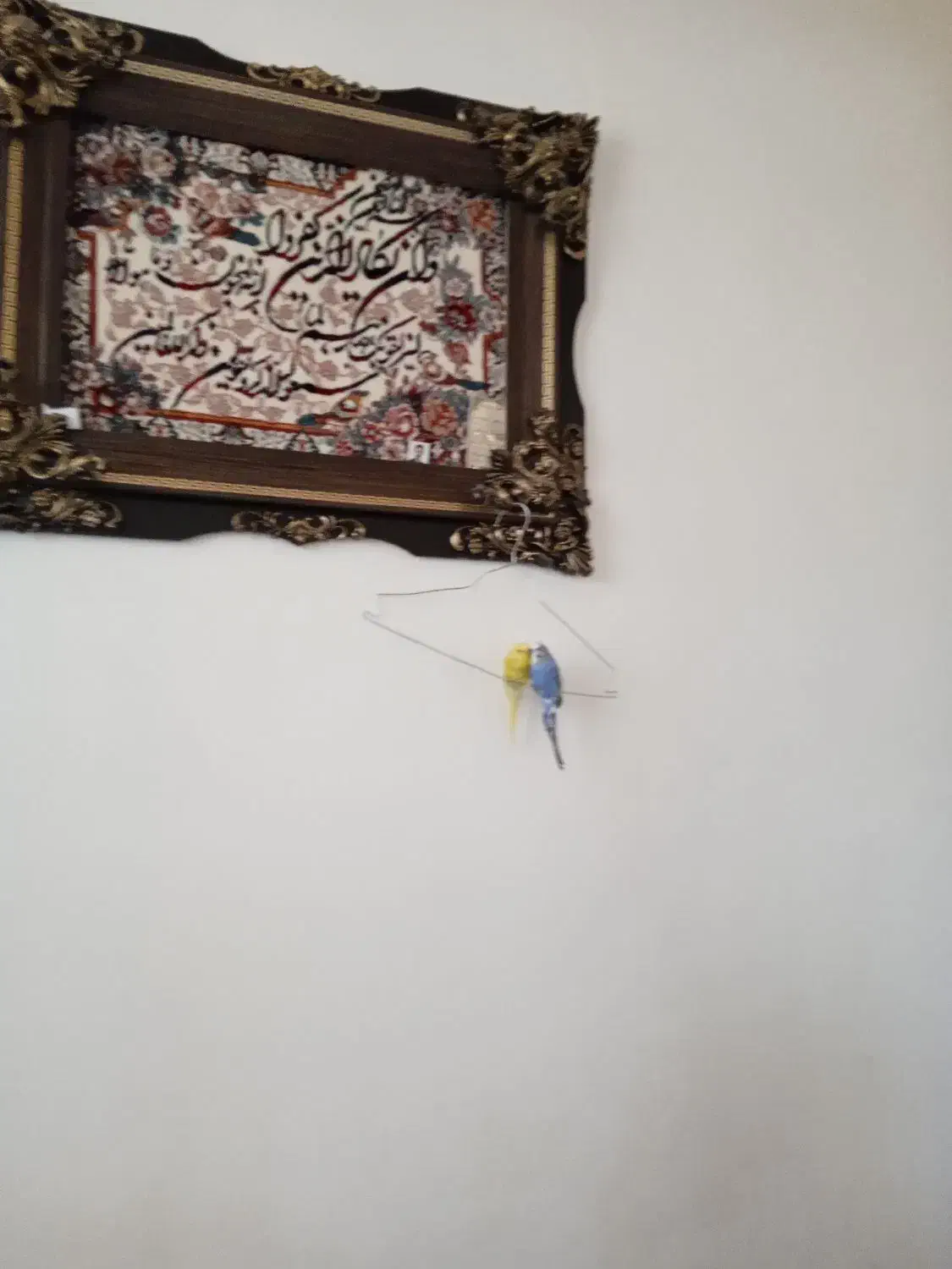 مرغ عشق نمیه اهلی هلندی|پرنده|میاندوآب, |دیوار