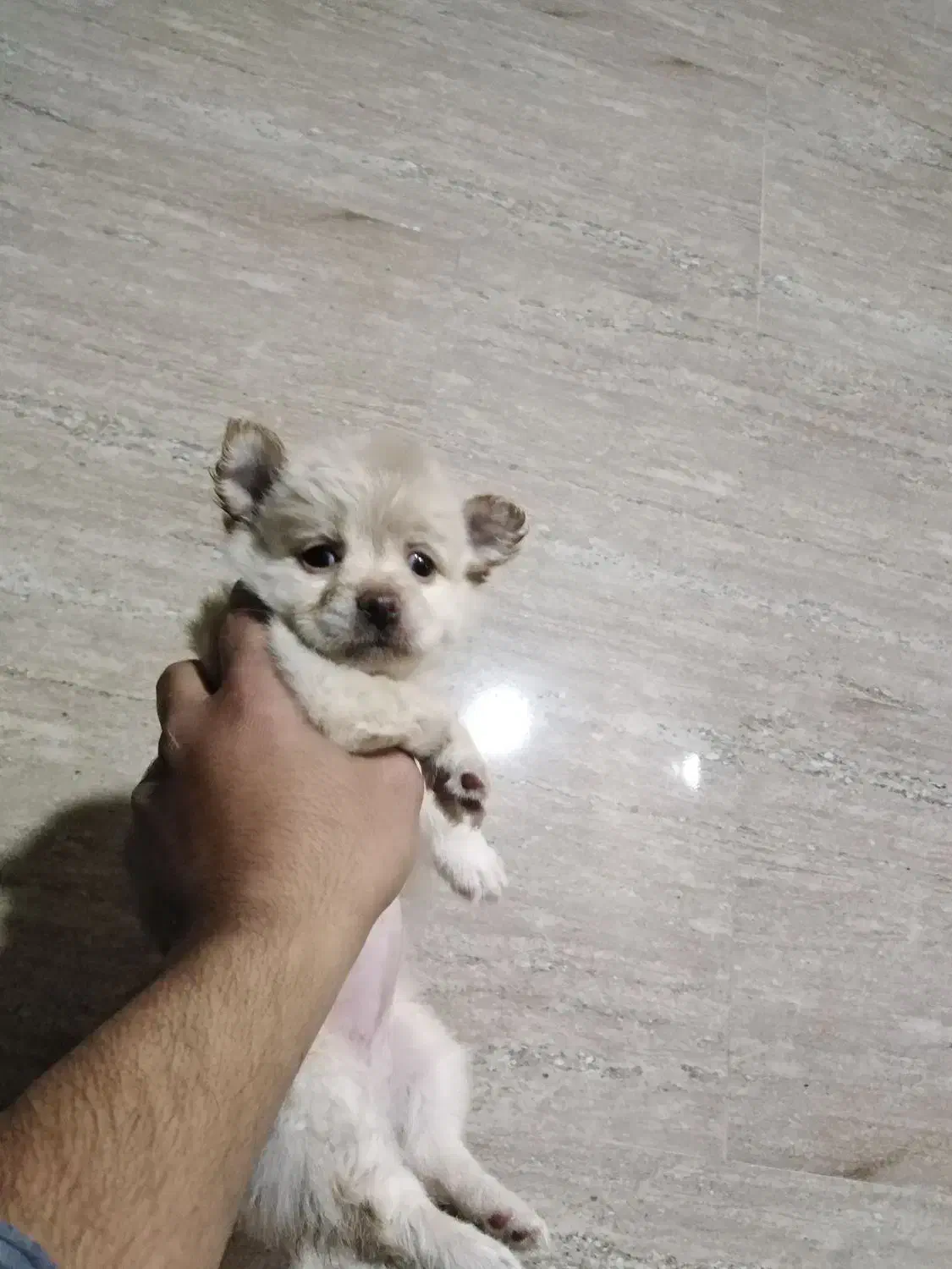 سگ سایز ریز و خوشکل|سگ|شیراز, حافظیه|دیوار