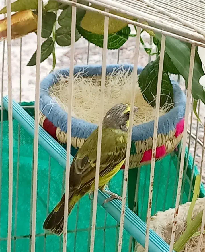 جفت یاسمین قناری|پرنده|مسجد سلیمان, |دیوار