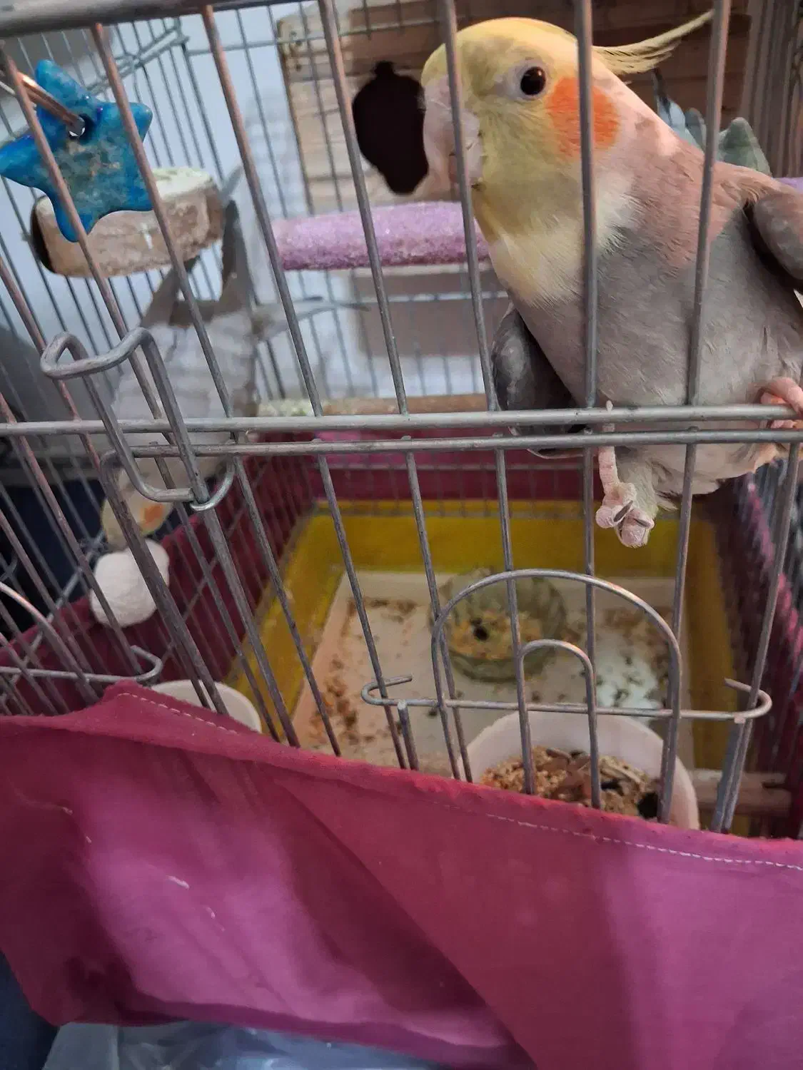 عروس هلندی مولد|پرنده|شمشک, |دیوار