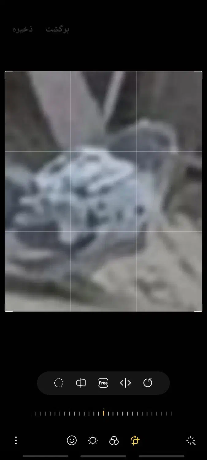 کفتر باخت رفته|حیوانات|ابهر, |دیوار