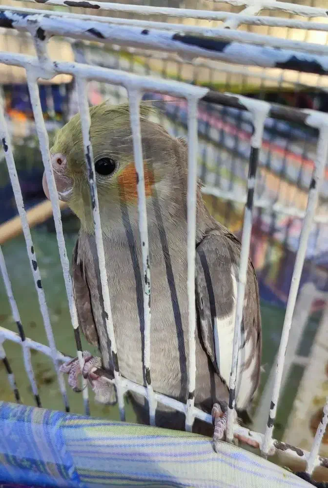 عروس هلندی|پرنده|ایوان, |دیوار