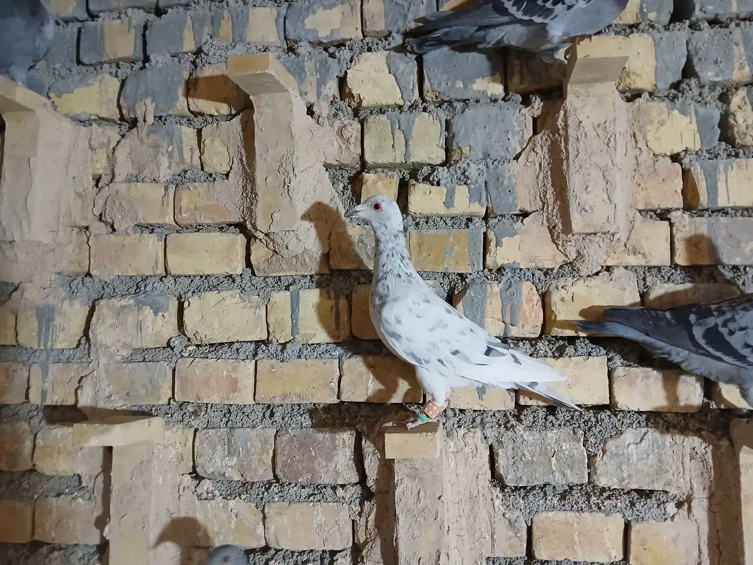 سرور ماده|پرنده|مبارکه, |دیوار
