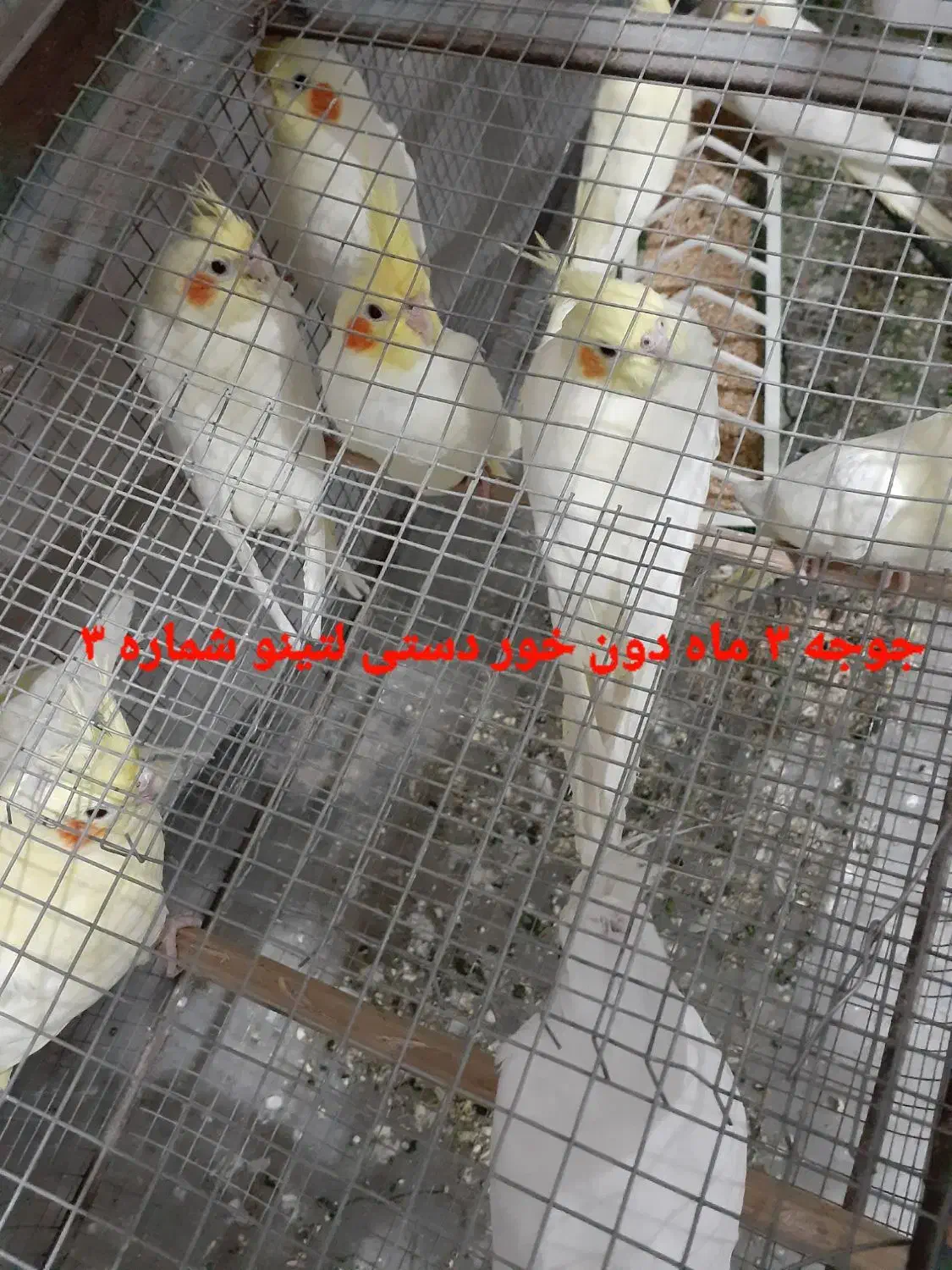 عروس هلندی ومرغ عشق همه  قید شده سوال نفرماید|پرنده|برازجان, |دیوار