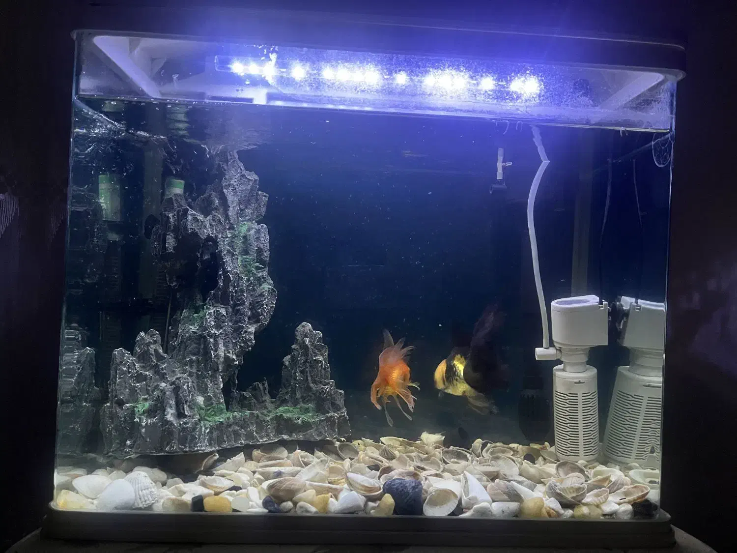 آکواریوم خانگی|ماهی|سقز, |دیوار