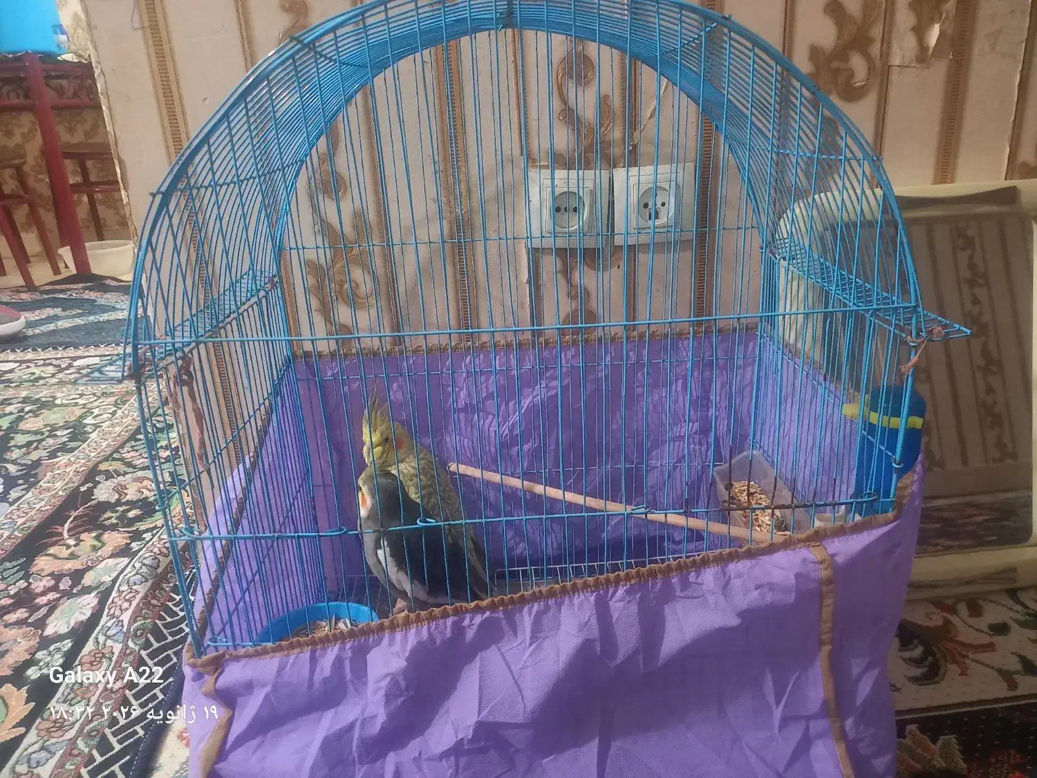 عروس هلندی|پرنده|منجیل, |دیوار