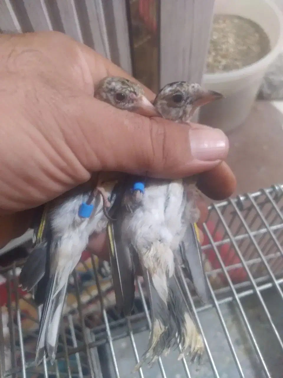 سهره بستان اباد|پرنده|تبریز, |دیوار