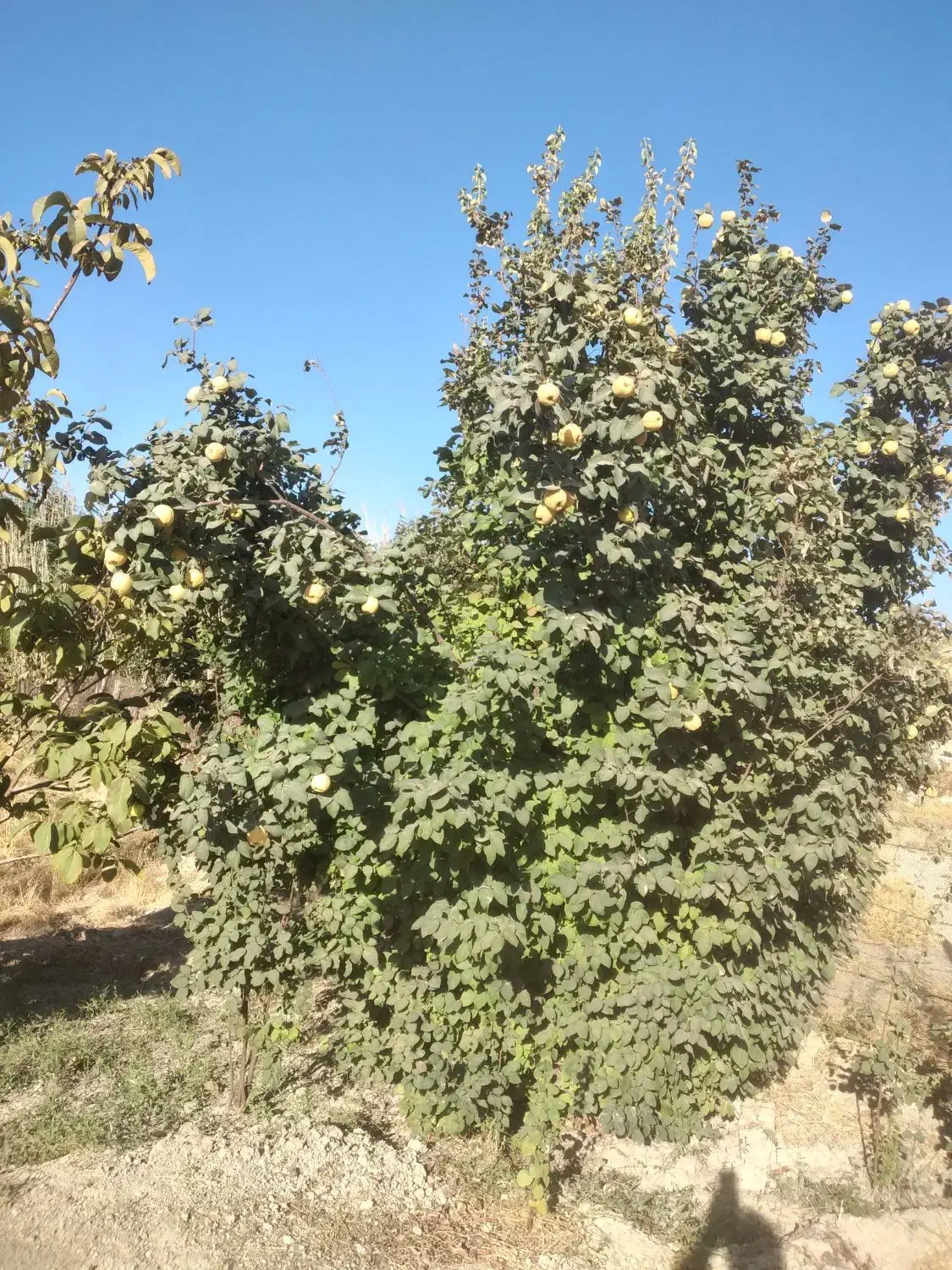 خانه باغ 750متری|فروش خانه و ویلا|ایلام, |دیوار