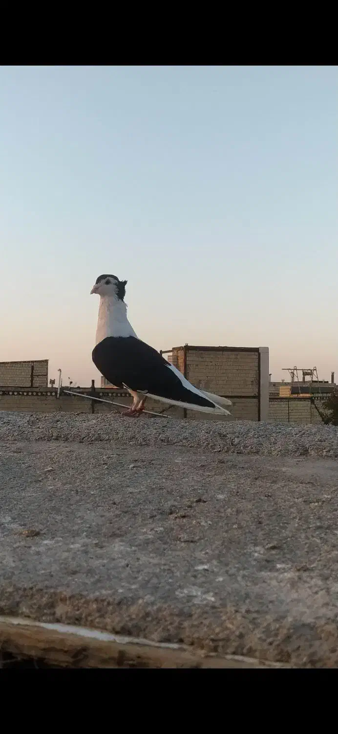 کبوترسینه کله سبز ساده کاکلی چپ خال سیاه|پرنده|مشهد, امیریه|دیوار