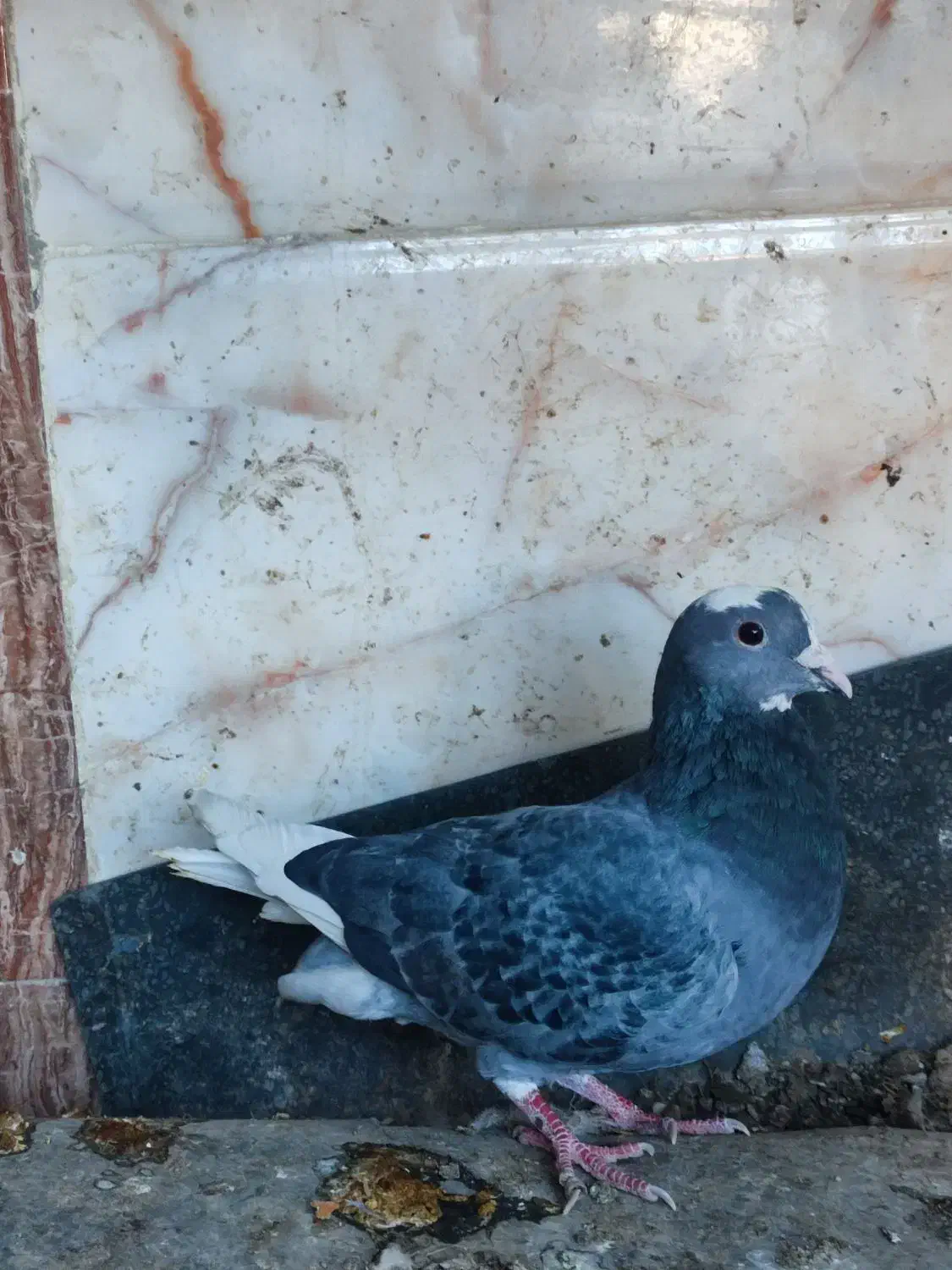 کبوتر پلنگ سنکی|پرنده|سراوان, |دیوار